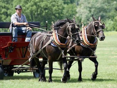Belgian Percheron Cross Draft Horse Team for Sale