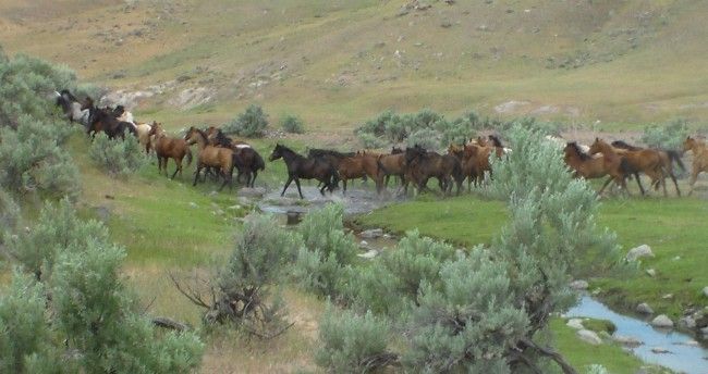 HORSES: Yearling and Two-Year-Old Colts and Fillies