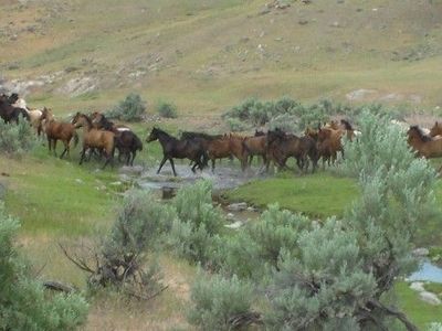 HORSES: Yearling and Two-Year-Old Colts and Fillies