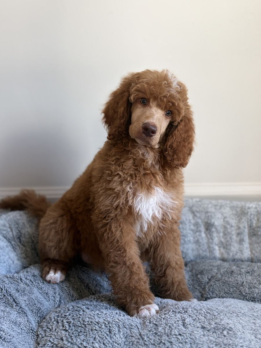 AKC Standard Poodle Puppy