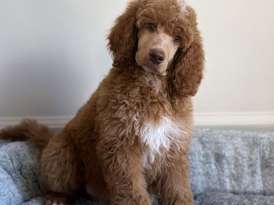 AKC Standard Poodle Puppy