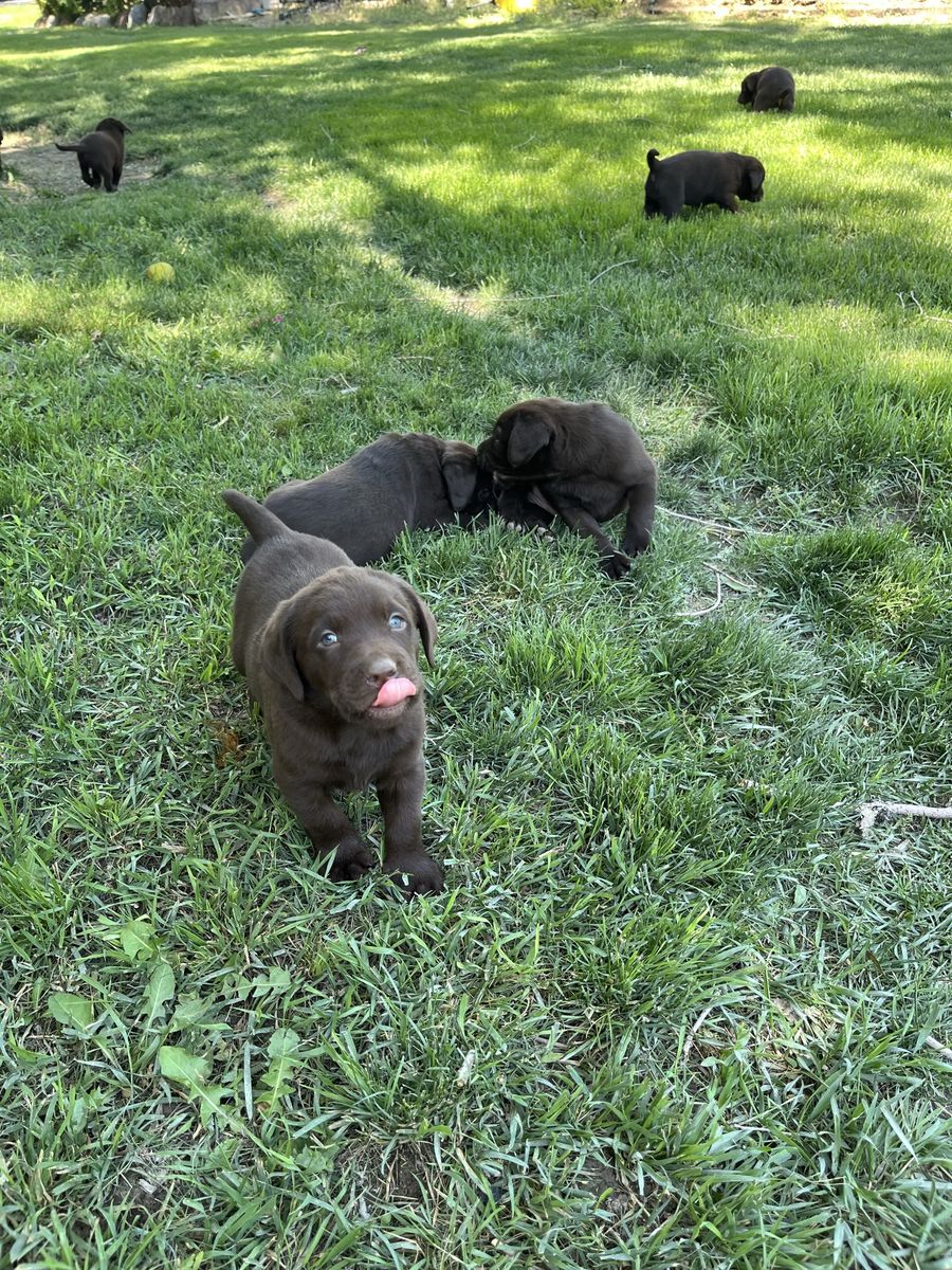 Akc chocolate lab puppies