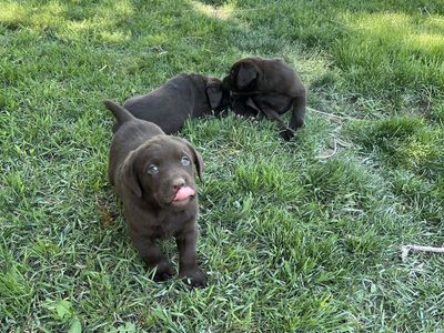 Akc chocolate lab puppies