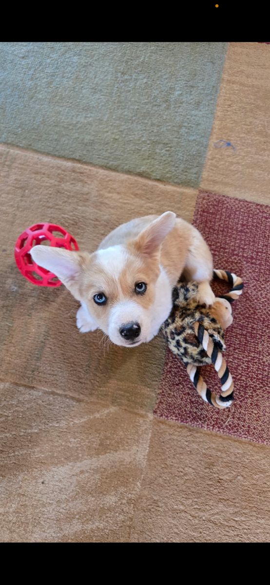 American/PembrokeWelsh Corgi's