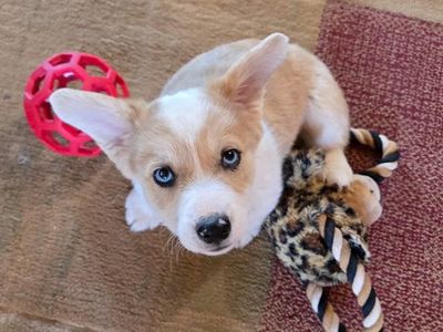 American/PembrokeWelsh Corgi's