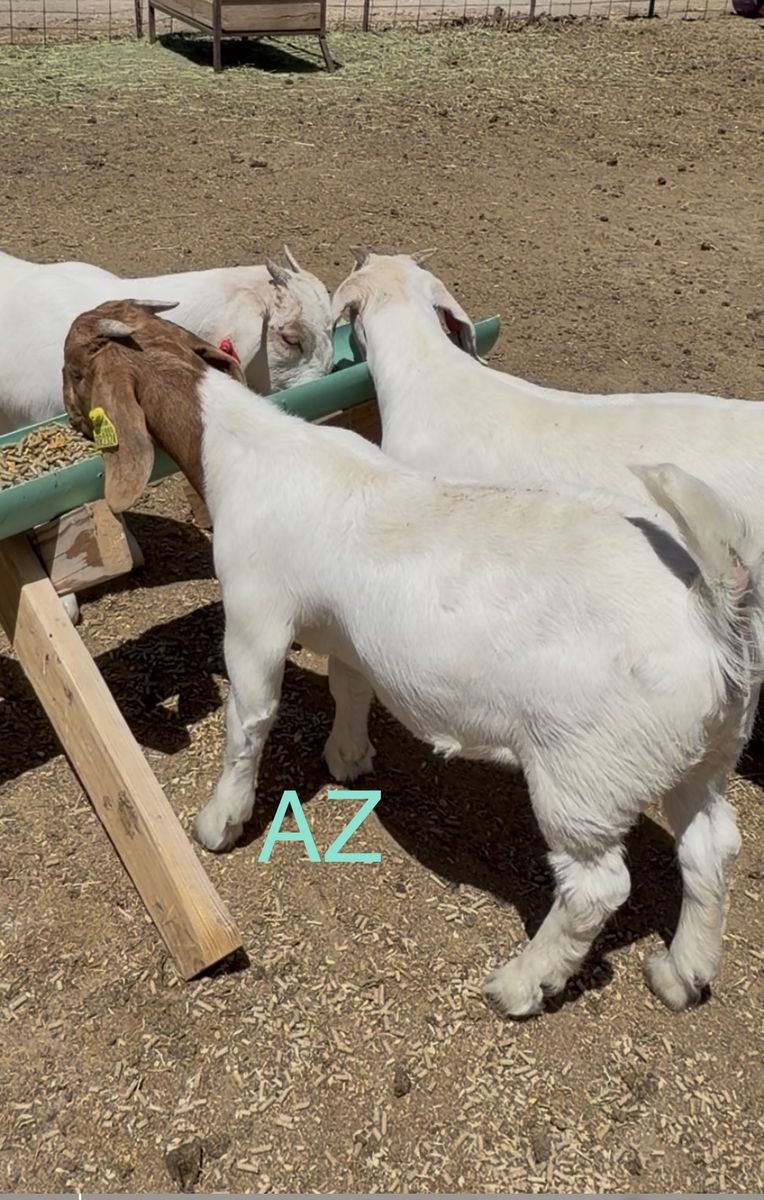 Doe kid Group 2 (6 wether genetic doe kids)