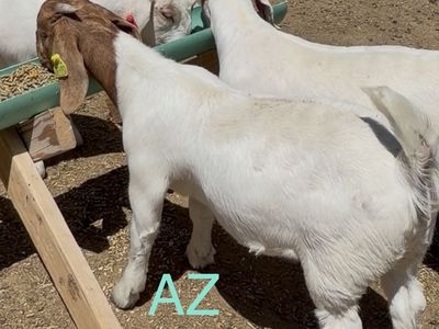 Doe kid Group 2 (6 wether genetic doe kids)