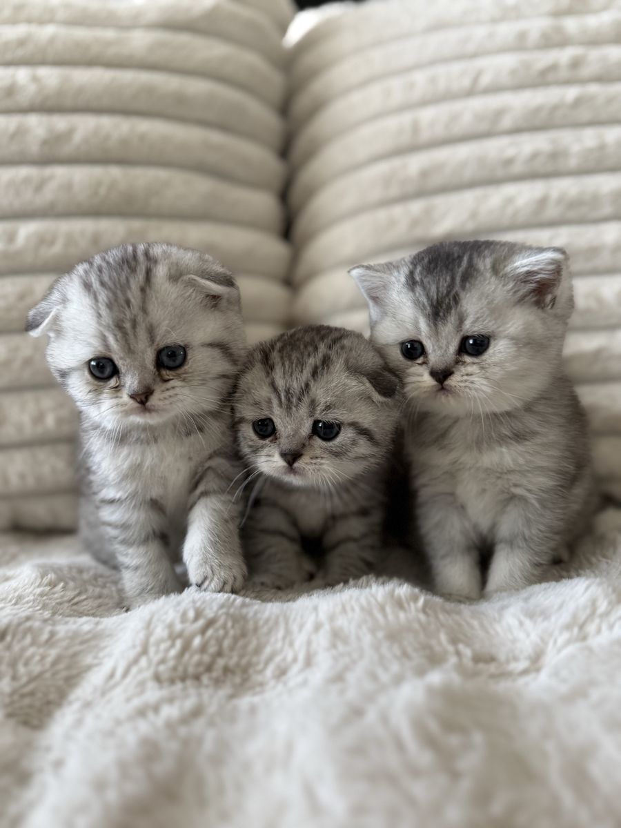 Adorable Scottish Fold Kittens for Sale - Silver Tabby - Playful & Healthy