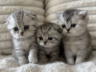 Adorable Scottish Fold Kittens for Sale - Silver Tabby - Playful & Healthy