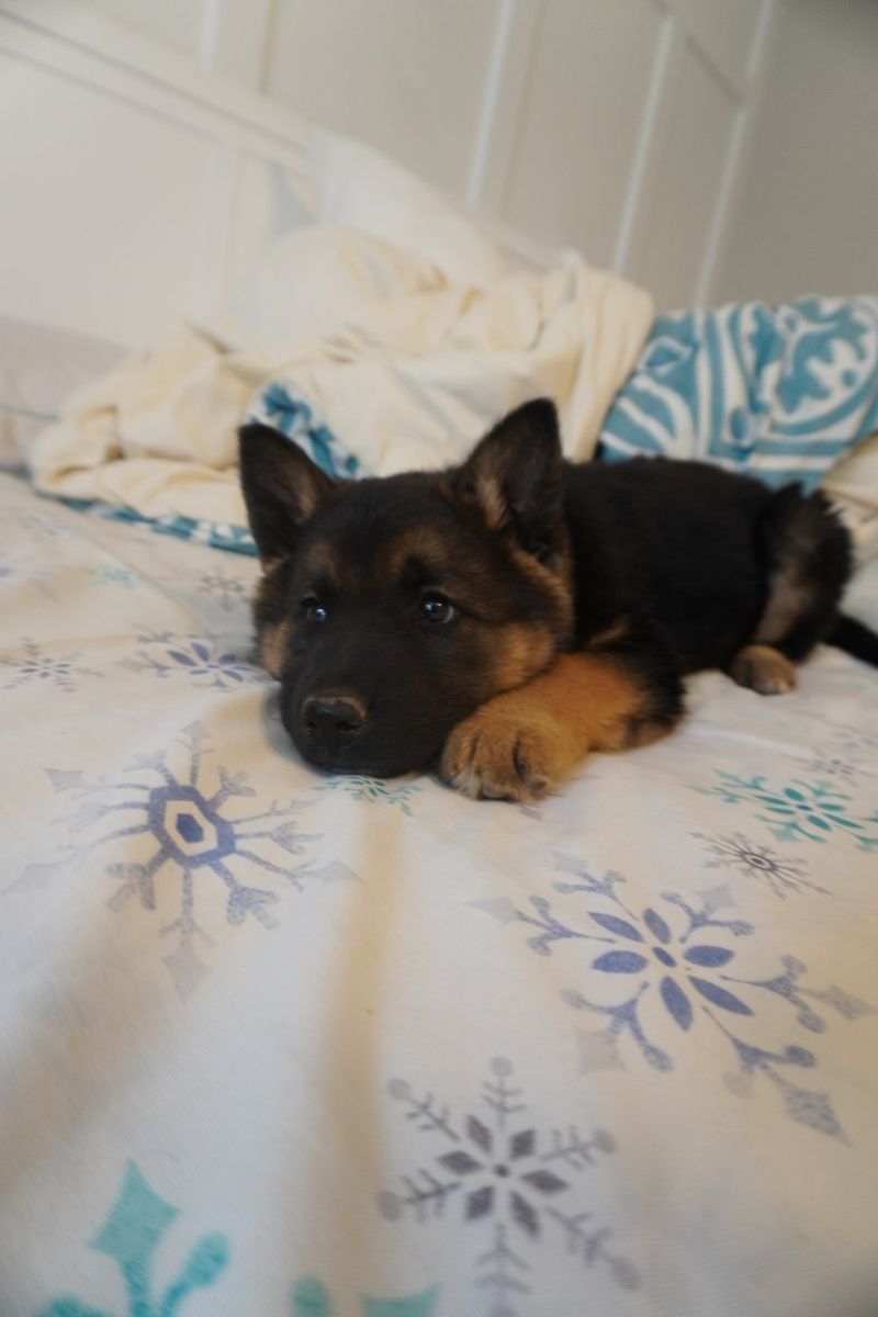 Puppies