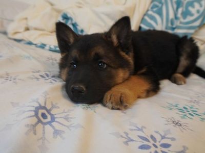 Puppies