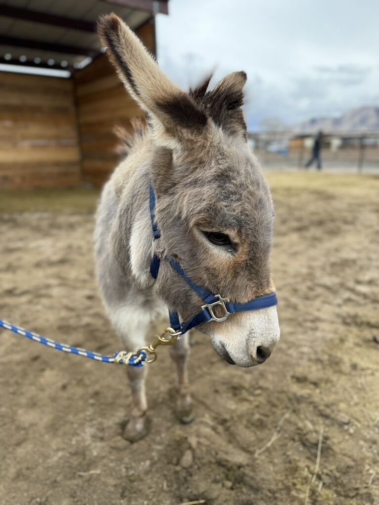 Mini Donkey