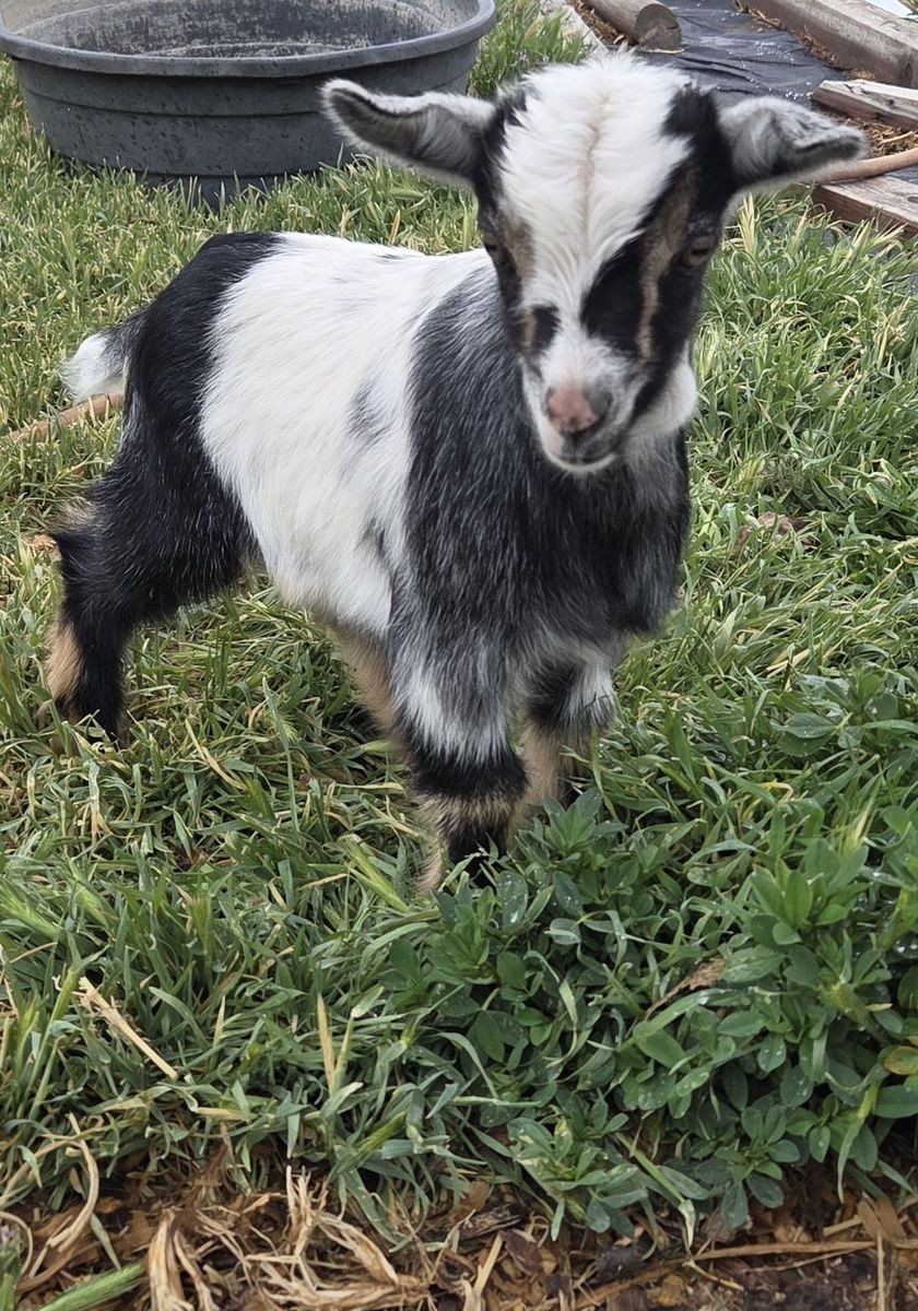 Nigerian Dwarf Male Goat