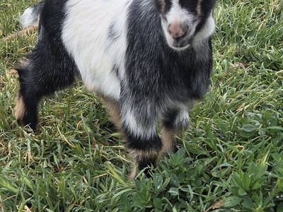 Nigerian Dwarf Male Goat