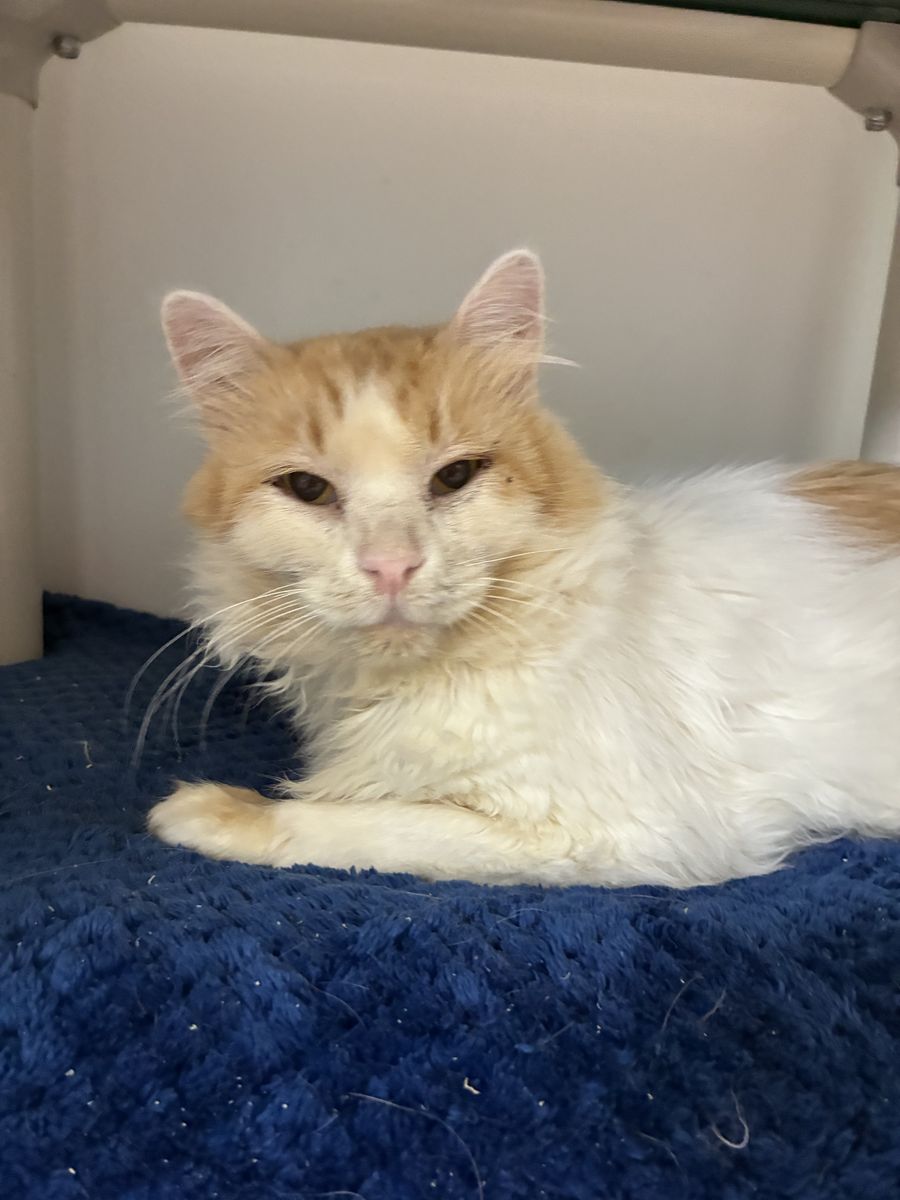 A164103 Alvey is Available for Adoption!