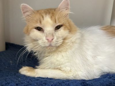 A164103 Alvey is Available for Adoption!
