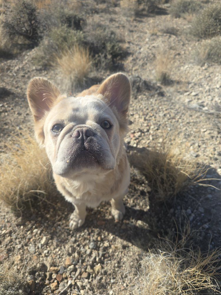 AKC Fluffy French Bulldogs