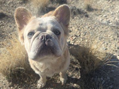 AKC Fluffy French Bulldogs