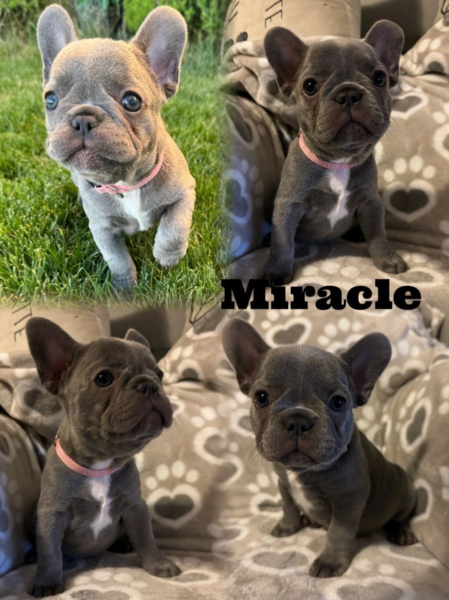 AKC French Bulldog Puppies Frenchie Puppy