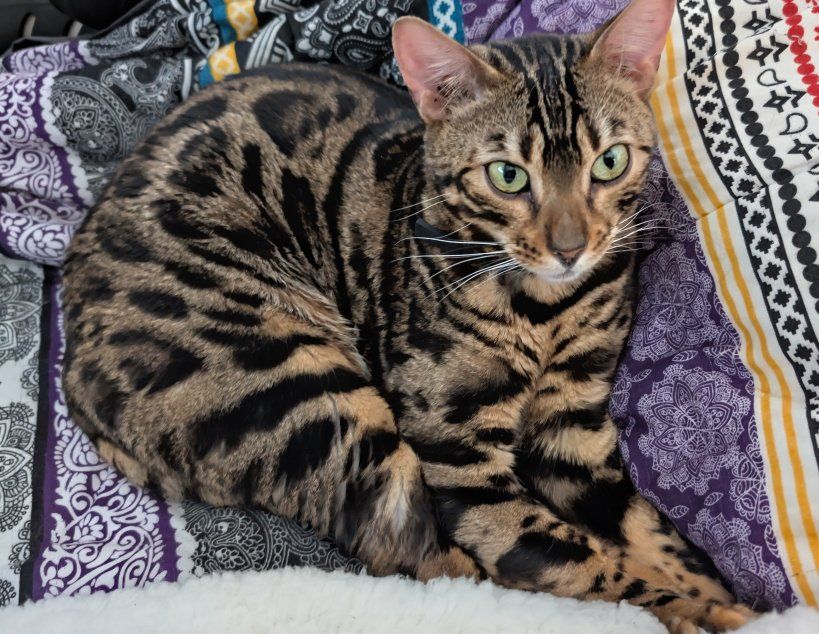 Glitter Male Bengal