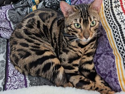 Glitter Male Bengal