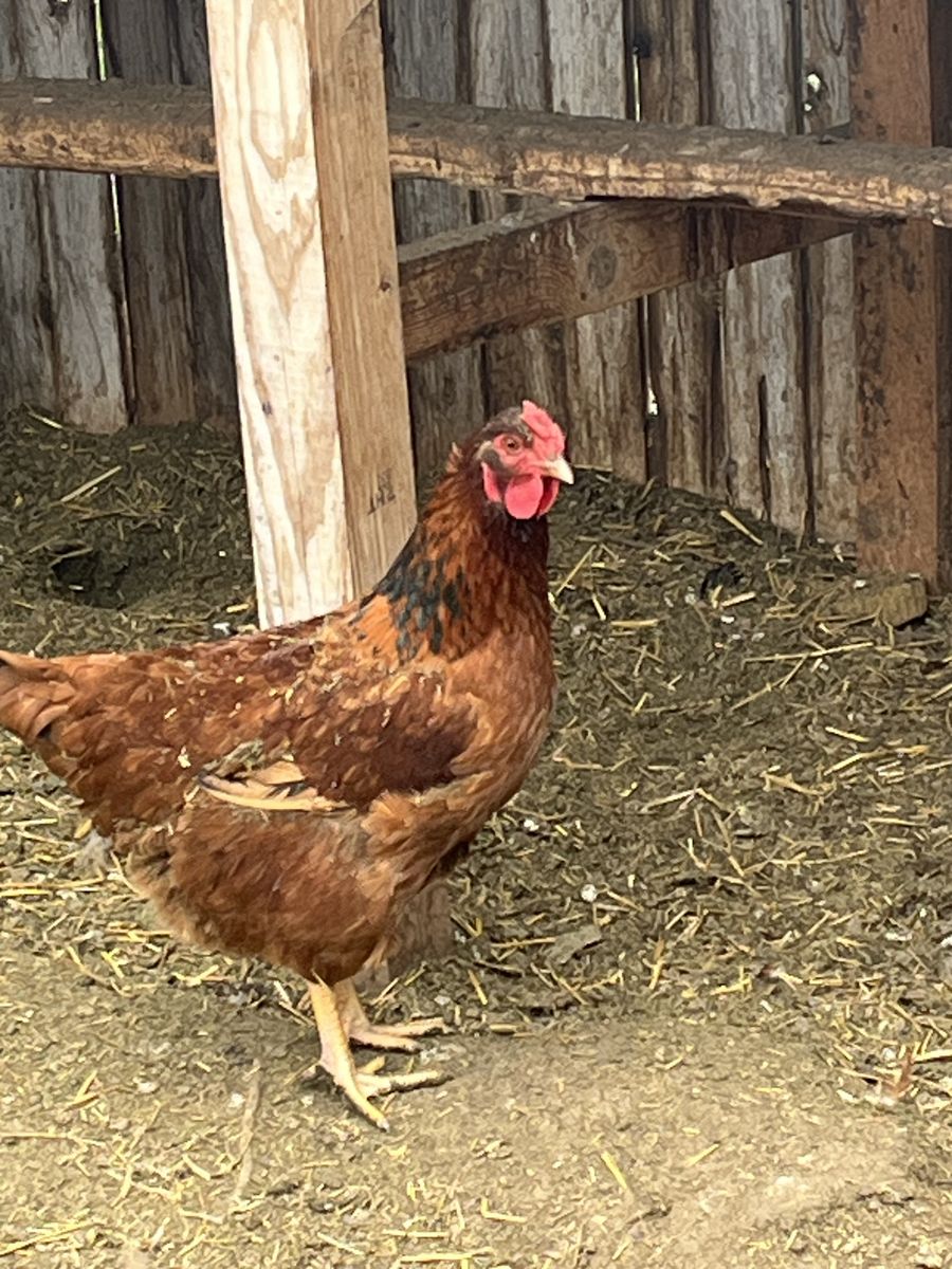Instant Eggs From Young Hens