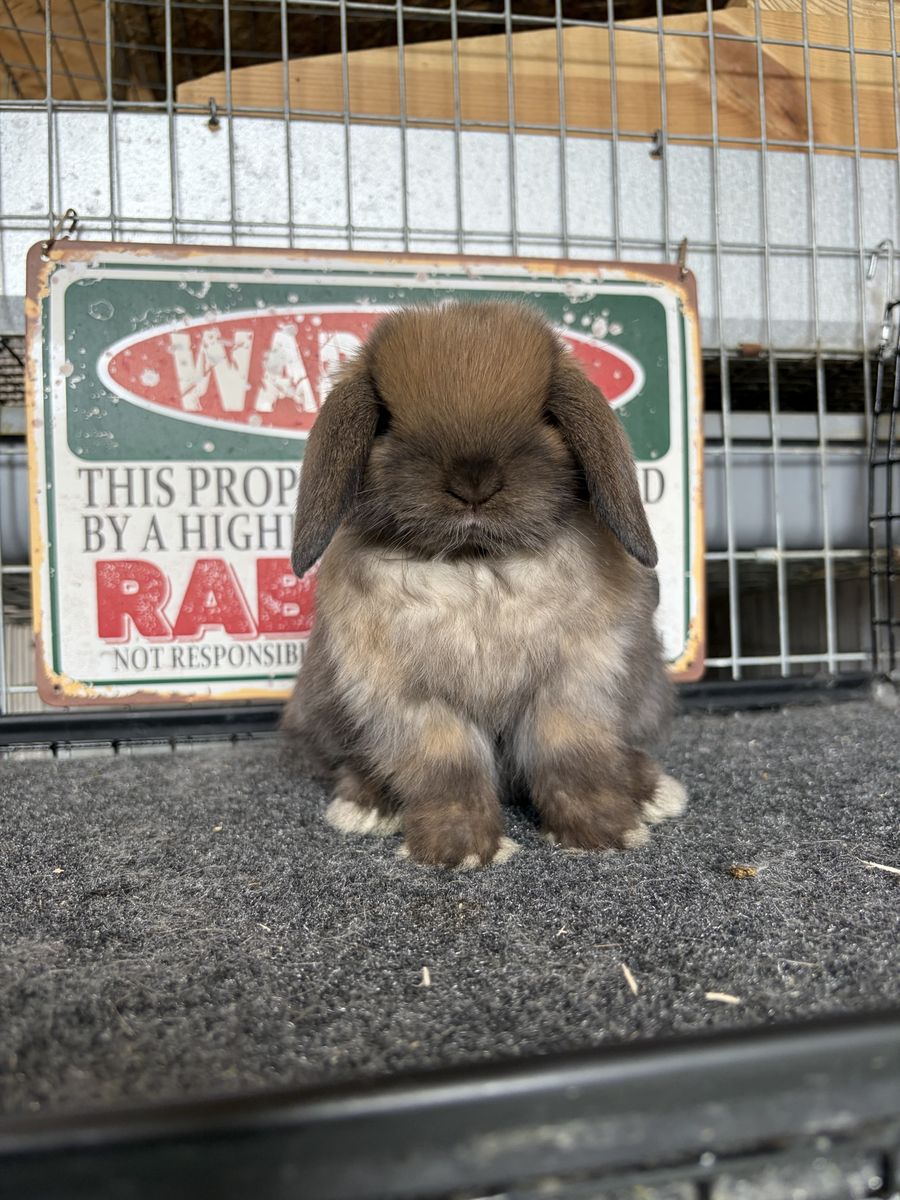 Holland Lop Bucks