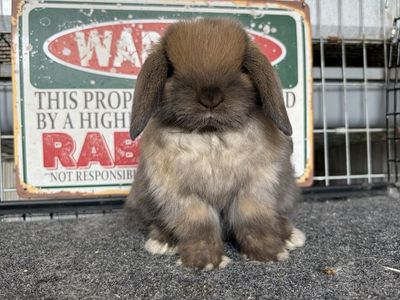 Holland Lop Bucks