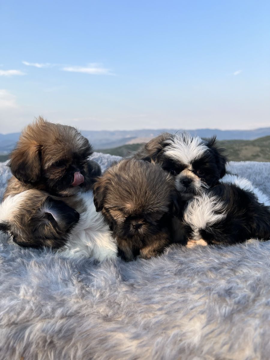 Purebred Shih Tzu puppies