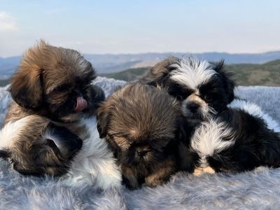 Purebred Shih Tzu puppies