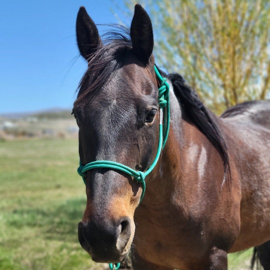 Gorgeous AQHA Bay Roan Mare