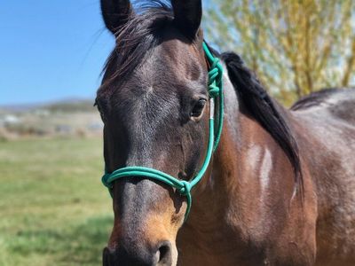 Gorgeous AQHA Bay Roan Mare