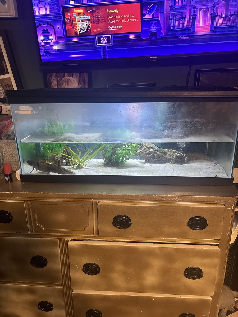 Axolotls 90$ for everything or 40$ for just axolotls