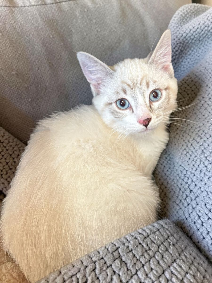 Lynx Point Siamese Mix Kitten with Blue Eyes