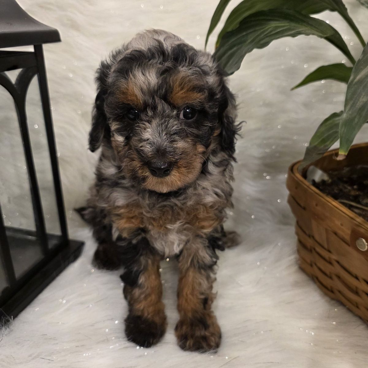 AKC Toy/Mini Poodles excellent for Bernedoodle & D