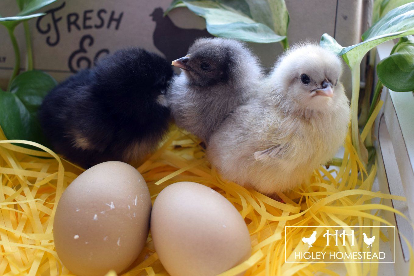 Olive Egger Chicks for Sale!