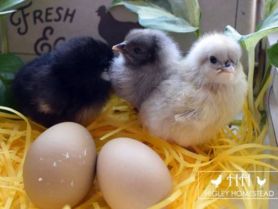 Olive Egger Chicks for Sale!