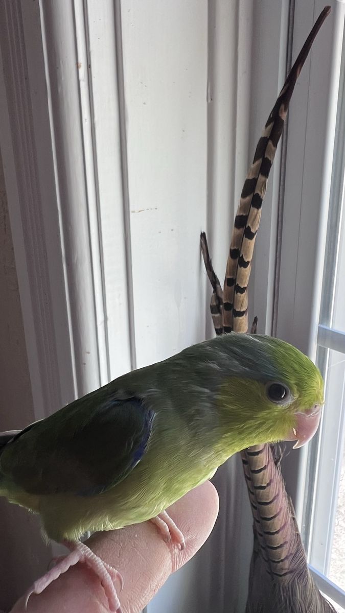Wimpey Young Male Parrotlet