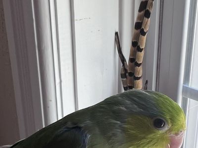 Wimpey Young Male Parrotlet