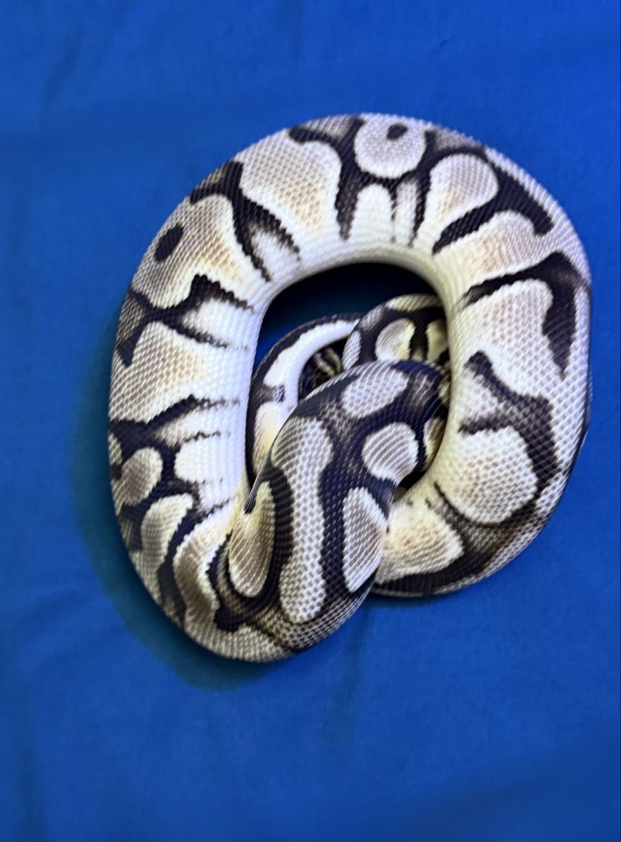 Gorgeous Pastel Sulfer, 1yr old Ball Python.