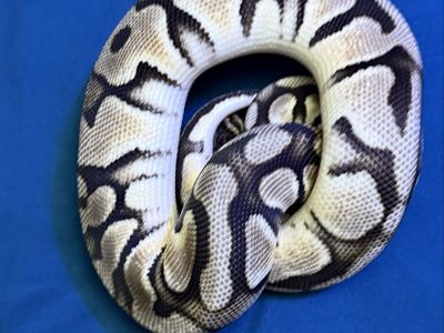 Gorgeous Pastel Sulfer, 1yr old Ball Python.