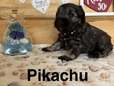 Purbred Mini Schnauzer Puppies