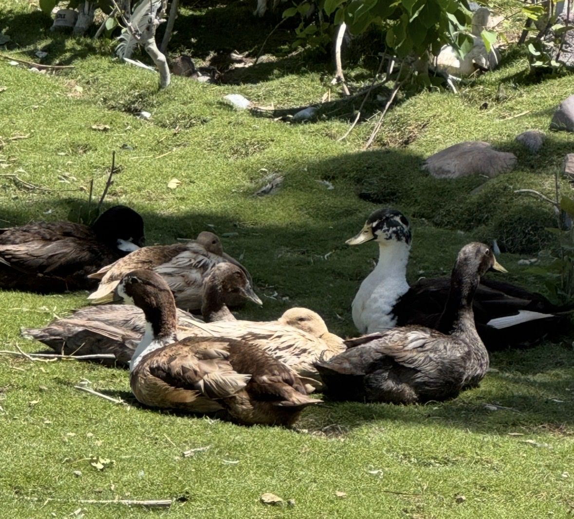 Laying ducks for sale