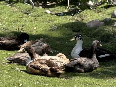 Laying ducks for sale