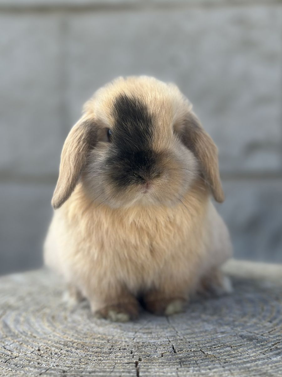 Harlequin Holland Lop Baby Girl