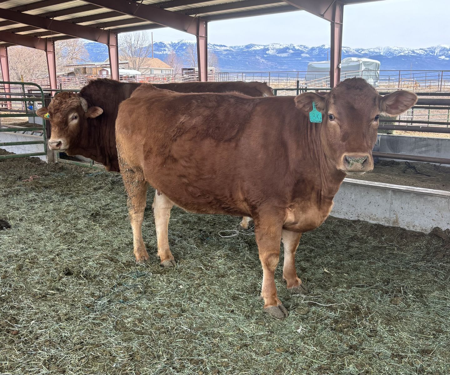 Akaushi Heifers And Bull