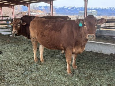 Akaushi Heifers And Bull