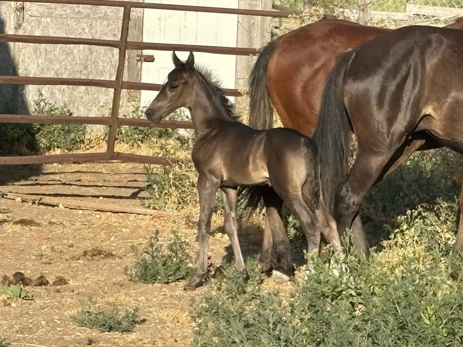 2026 Black Colt