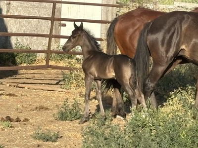 2026 Black Colt