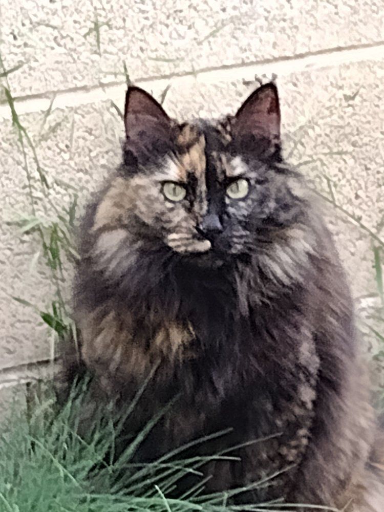 Domestic Long Hair Tortoiseshell Cat Adoption